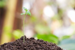 植物を健康に育てる