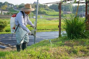 緑地の除草